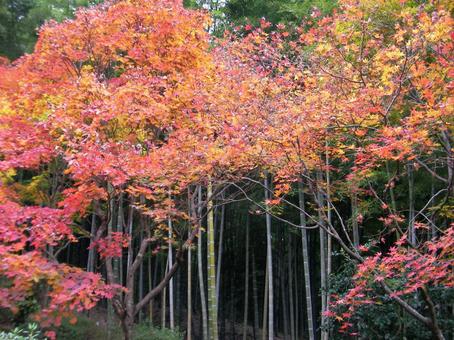 天龍寺 京都 天龍寺 京都の写真