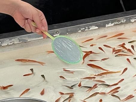 夏祭りの屋台 金魚すくい 夏祭りの屋台 金魚すくいの写真