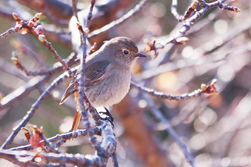 桜のつぼみと枝にとまるジョウビタキの雌 鳥,ジョウビタキ,自然の写真素材