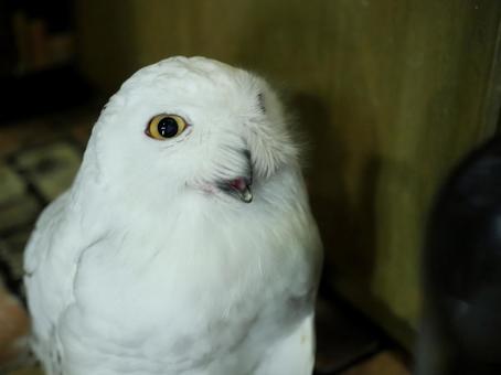 シロフクロウ シロフクロウの写真