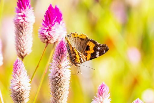 アカタテハ(37) アカタテハ(37)の写真