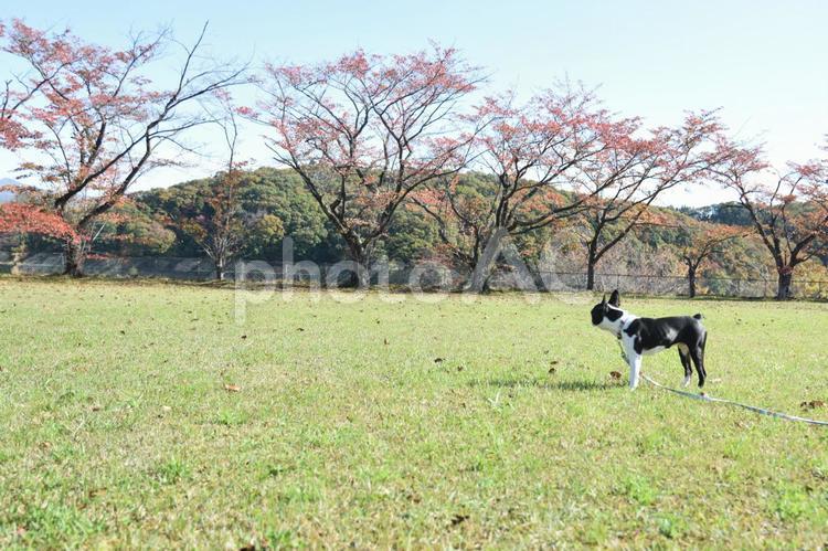 10月四十四田ダムを散歩中のボストンテリア6ヵ月 ボストンテリア,散歩,紐の写真素材