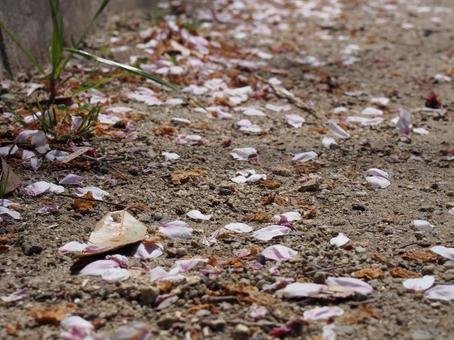 桜の花びら 桜の花びらの写真