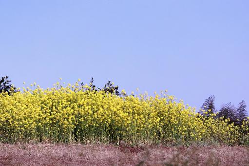 菜の花畑と青い空 花,菜の花,青空の写真素材