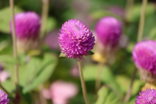 ピンクの花びらの千日紅の花のアップ ピンクの花びらの千日紅の花のアップの写真
