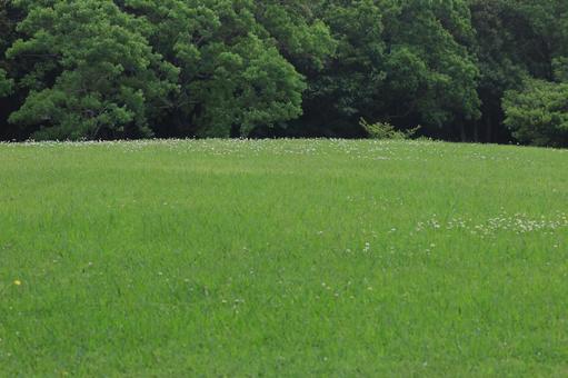 草原 草原,丘,緑の写真素材