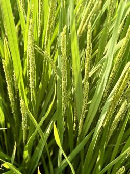 実る稲穂 縦 実る稲穂 縦 稲穂,米,植物の写真素材