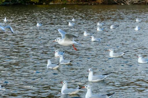 冬の湖畔を舞うユリカモメ 冬の湖畔を舞うユリカモメの写真