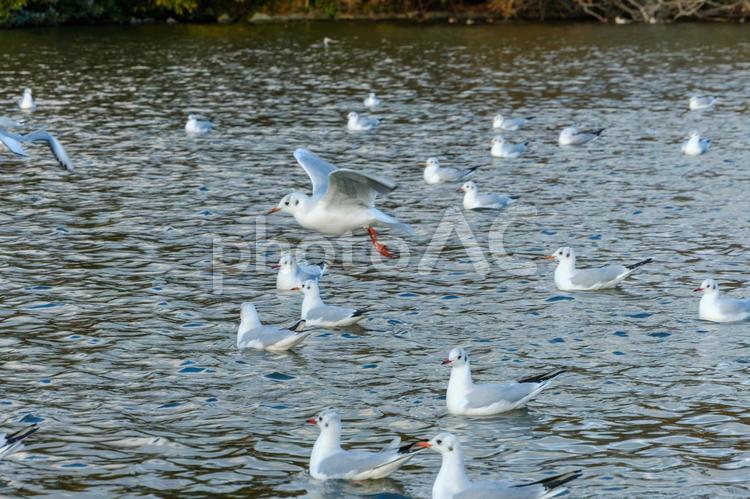 冬の湖畔を舞うユリカモメ ユリカモメ,鳥,水鳥の写真素材