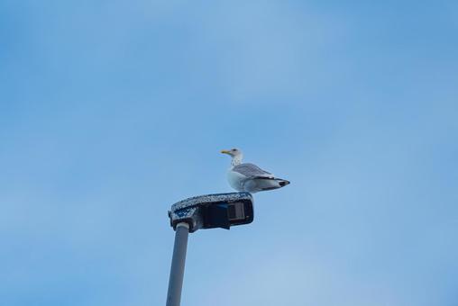 街灯の上で羽を休めるセグロカモメ 街灯の上で羽を休めるセグロカモメの写真