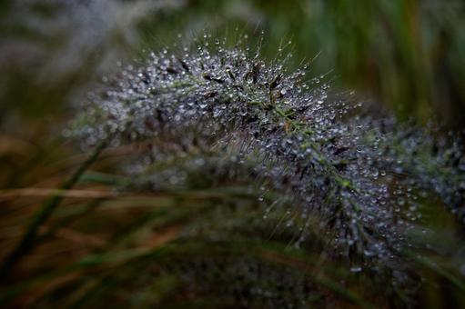 水がついた植物 水がついた植物 自然美,森林浴,癒しの写真素材