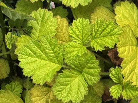 Photo, leaf, outdoors, zoom, 