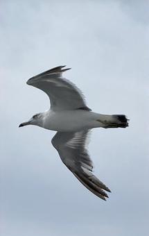 空を飛ぶ水鳥の仲間 空を飛ぶ水鳥の仲間の写真