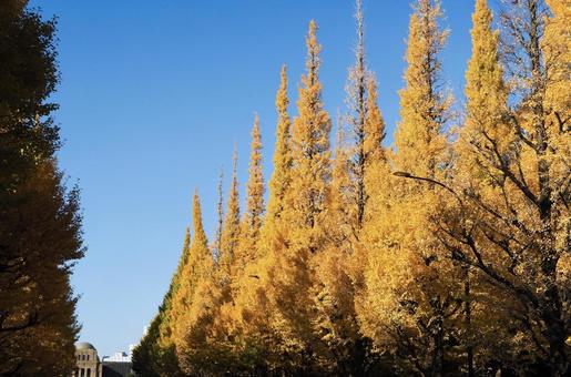 明治神宮外苑イチョウ並木 明治神宮,外苑,イチョウの写真素材