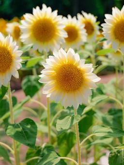 向日葵 向日葵 向日葵,白いひまわり,夏の写真素材