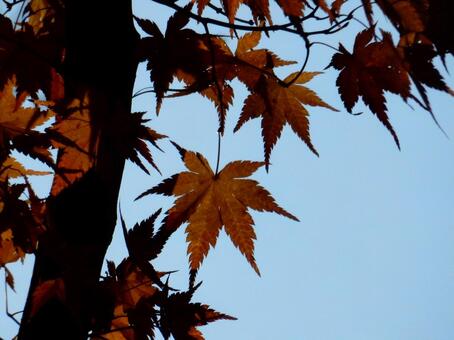 【紅葉写真】美しい紅葉風景 モミジ,紅葉,晩秋の写真素材