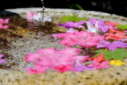 水鉢に浮かぶ花 水鉢に浮かぶ花の写真