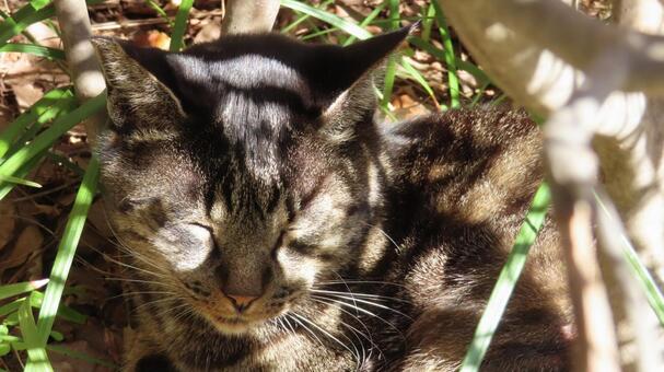 木漏れ日を受けて熟睡するもふもふな猫様 猫,キジトラ,木漏れ日の写真素材
