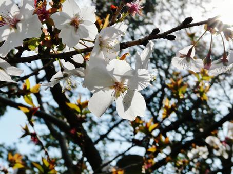 冬桜 冬桜 桜,冬桜,白の写真素材