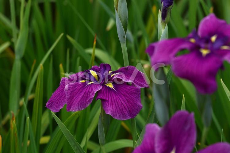 凛として優雅に咲く 花菖蒲,花,アヤメ科の植物の写真素材