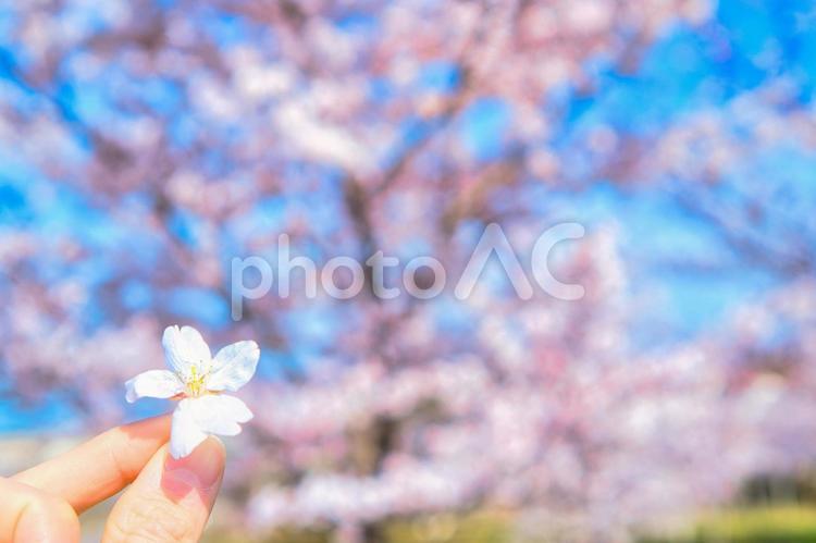 桜と青空の背景　手持ち 桜,サクラ,さくらの写真素材
