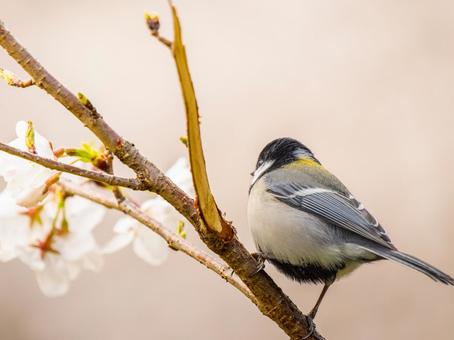 桜とシジュウカラの写真