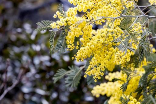 満開を迎えたミモザの花 ミモザ,花,春の写真素材