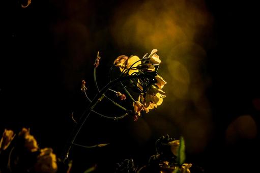 <素材>春の夕暮れの菜の花 <素材>春の夕暮れの菜の花 菜の花,アブラナ,セイヨウアブラナの写真素材