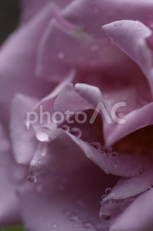 雨上がりの紫色のバラの花 バラ,ばら,薔薇の写真素材