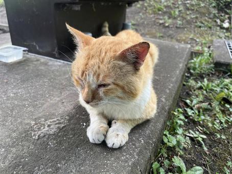 Stray Cat 6, JPG