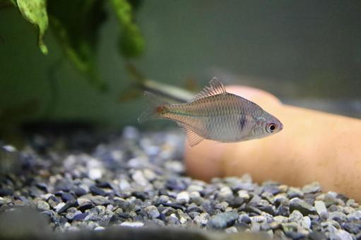 タイリクバラタナゴ オス タイリクバラタナゴ オス タナゴ,タイリクバラタナゴ,熱帯魚の写真素材
