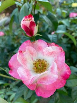 花霞（バラ）の花と蕾 バラ,ピンク,赤の写真素材