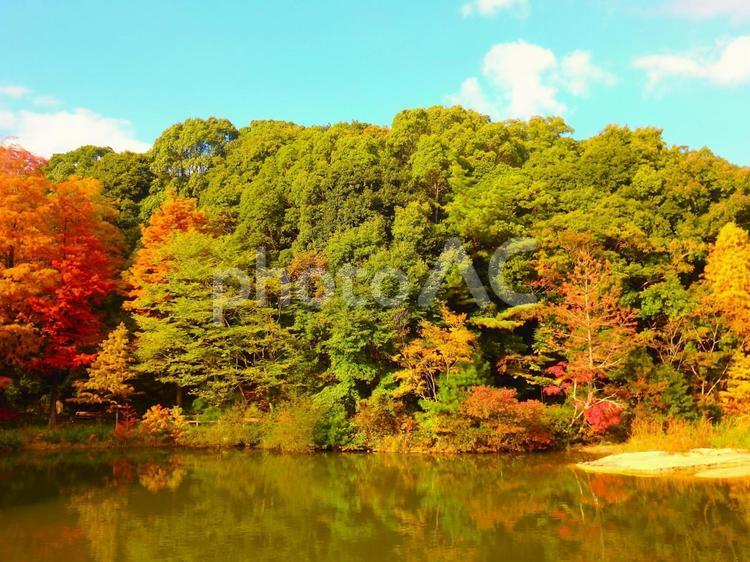 晩秋のミクルマ池　風景3 風景,紅葉,森の写真素材