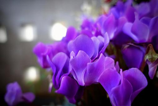花 花の写真