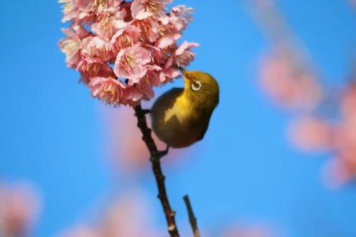 桜&メジロ1 桜&メジロ1の写真
