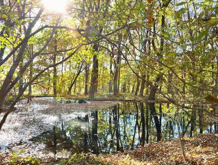 湖面に映った森林 木,森,林の写真素材