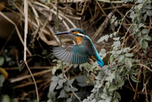 飛翔するカワセミ 鳥,野鳥,カワセミの写真素材