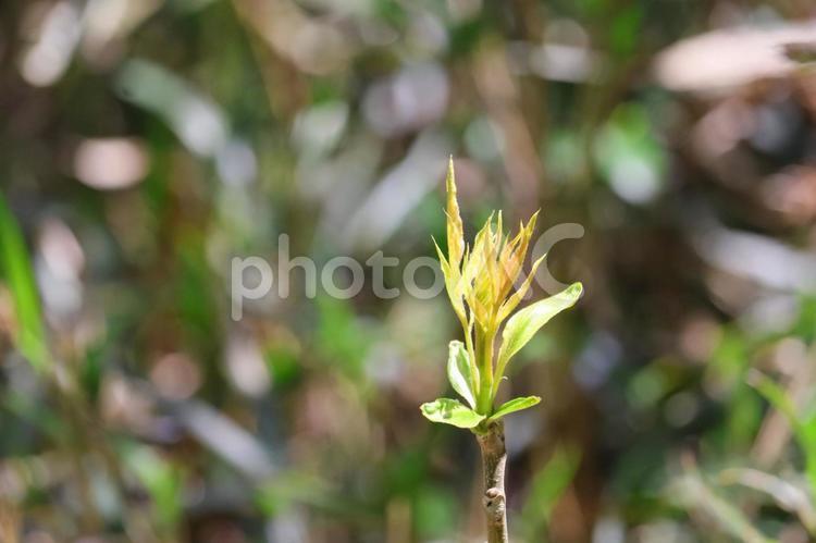 春の芽吹き 芽吹き,春,新芽の写真素材
