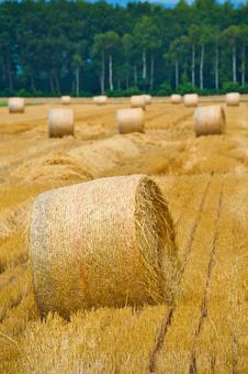 牧草ロール 植物,牧草ロール,自然の写真素材