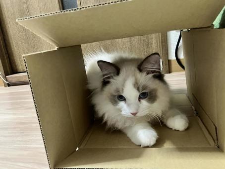 ラグドール ラグドール 猫,ラグドール,catの写真素材