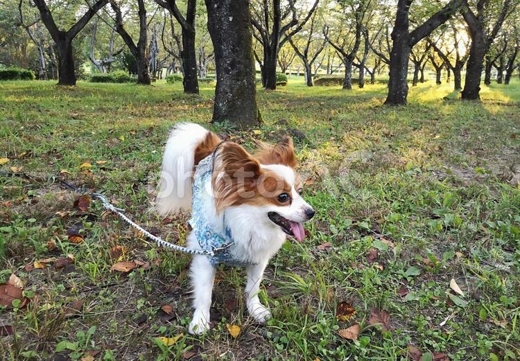 緑をお散歩 緑,散歩,犬の写真素材