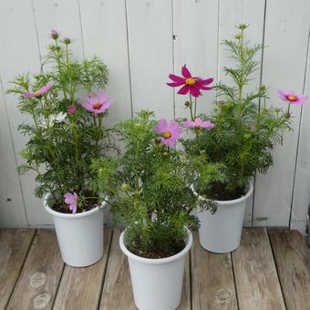 秋の花 コスモスの鉢植え 秋の花 コスモスの鉢植え 花,コスモス,秋の写真素材