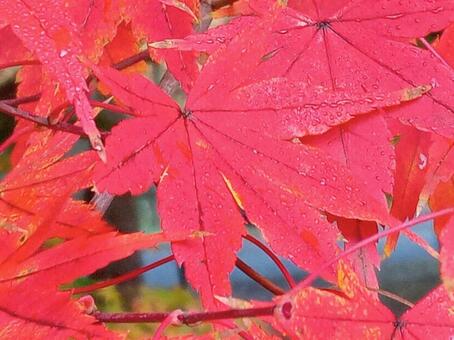 紅葉 イロハモミジ,紅葉,もみじの写真素材