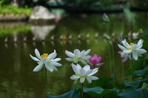 神聖な花 神聖な花 ハス,花,ハス科の植物の写真素材