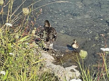 湖を泳ぐかもの親子の微笑ましい姿 湖を泳ぐかもの親子の微笑ましい姿 湖,かも,鴨の写真素材