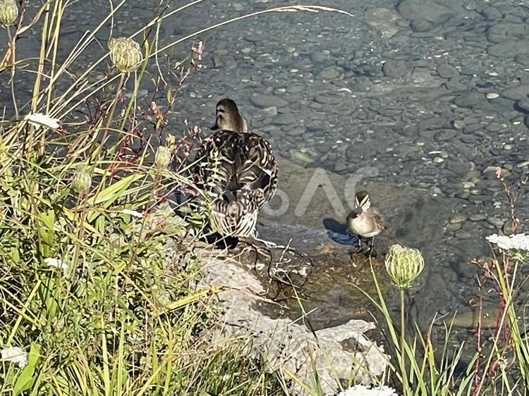 湖を泳ぐかもの親子の微笑ましい姿 湖,かも,鴨の写真素材