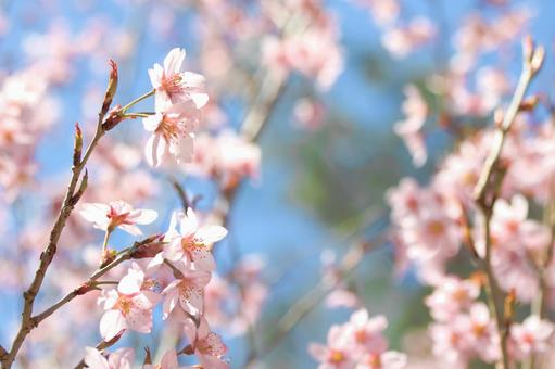 [素材] 桜の写真