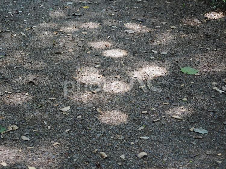 木漏れ日 木漏れ日,日光,道の写真素材
