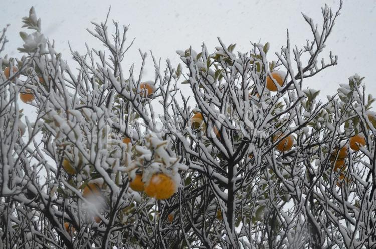 雪をかぶったミカンの木 寒い,冬,雪の写真素材