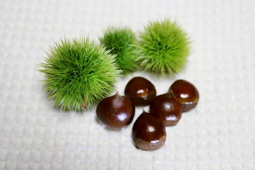 いが栗6 いが栗6の写真
